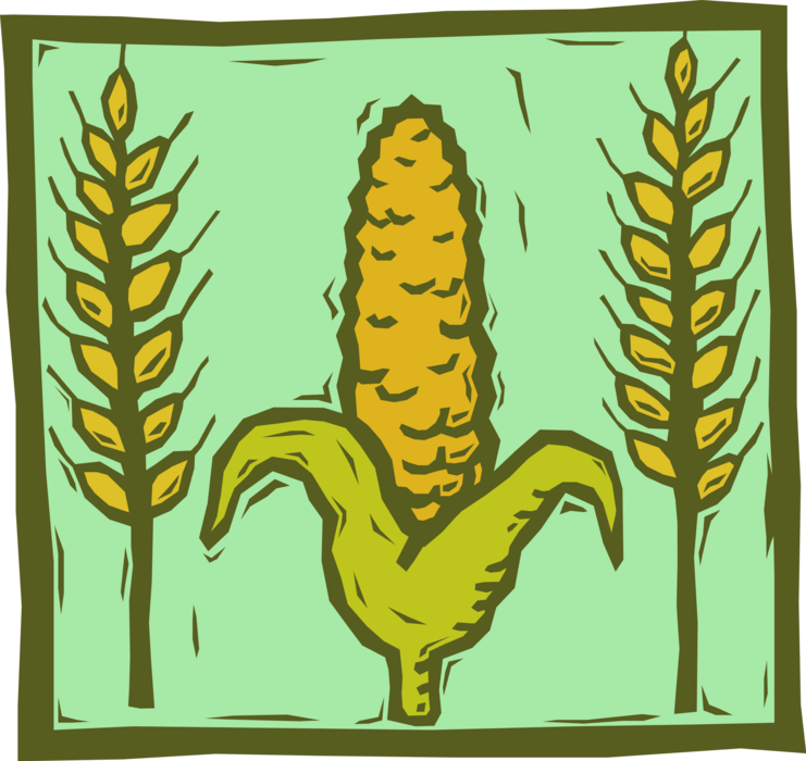 Vector Illustration of Farming and Agriculture Grain Harvest Wheat and Corn Crops