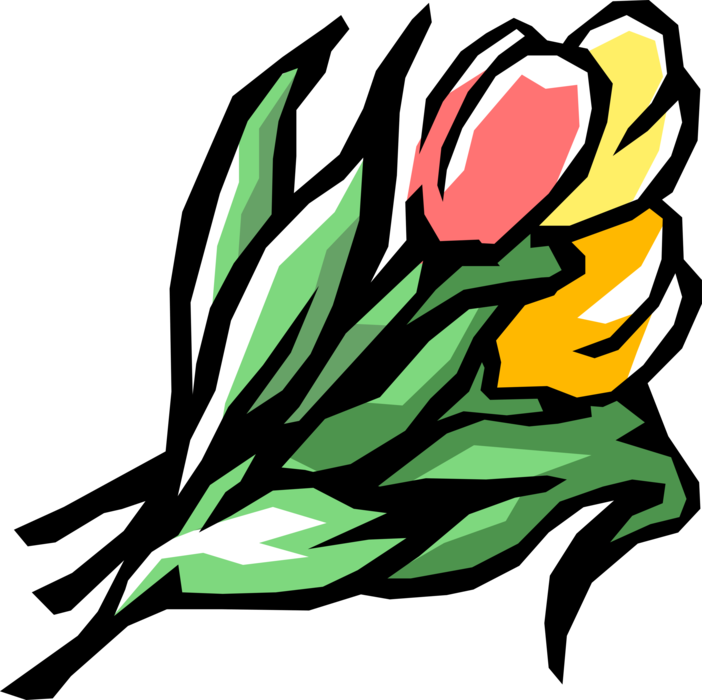 Vector Illustration of Fresh Cut Tulip Bulbous Plant Flowers