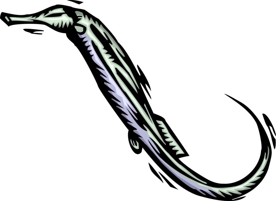 Vector Illustration of Marine Fish Hippocampus Genus Seahorse