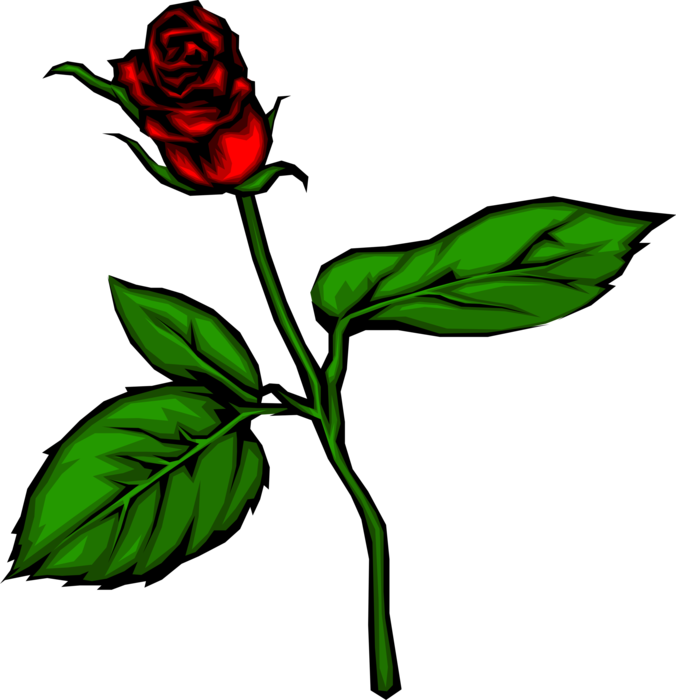 Vector Illustration of Red Rose Garden Flower