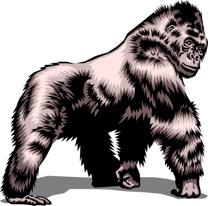 Vector Illustration of Herbivorous Ape Silverback Gorilla Primate