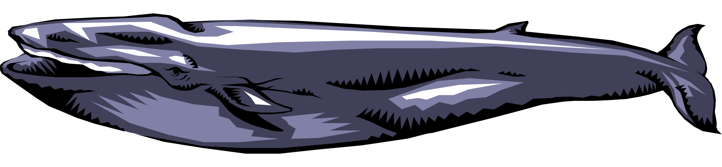 Vector Illustration of Aquatic Marine Mammal Blue Whale