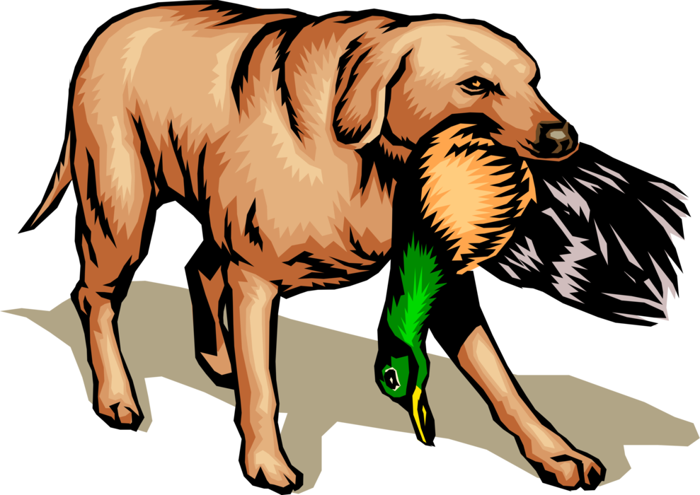 Vector Illustration of Golden Lab Retriever Hunting Dog with Mallard Duck