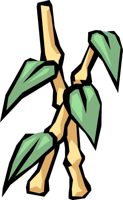 Vector Illustration of Bamboo Plant with Leaves