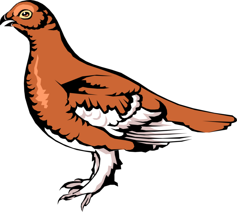 Vector Illustration of Common Grouse Family Ptarmigan Gamebird Bird