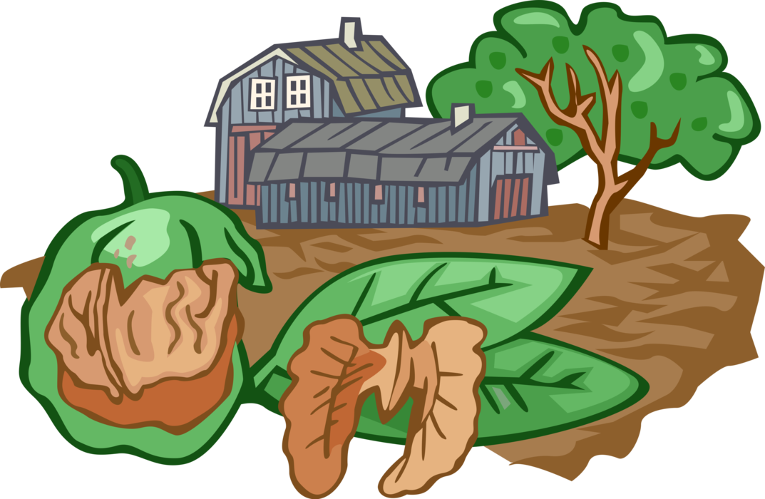 Vector Illustration of Walnut Nut Farming with Barn and Orchard Tree