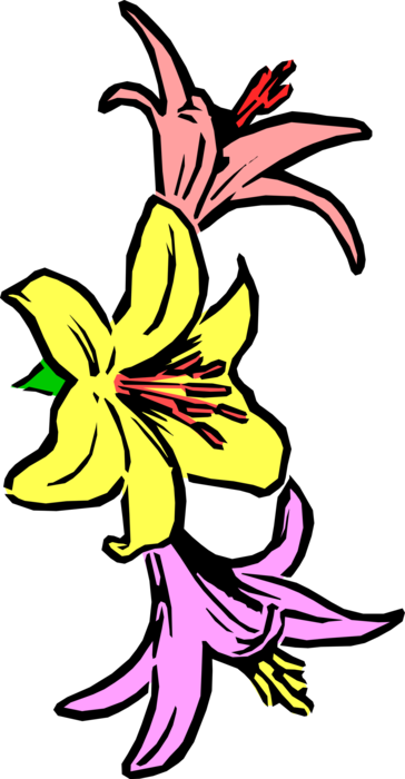 Vector Illustration of Lily Herbaceous Flowering Plant Flowers