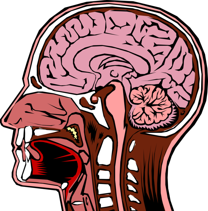 Vector Illustration of Human Head Cross Section with Brain