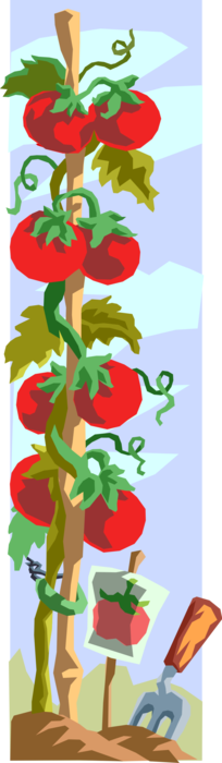 Vector Illustration of Healthy Garden Tomato Vine