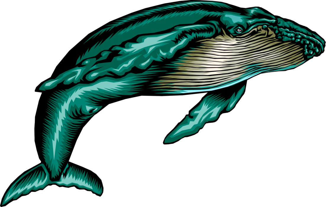 Vector Illustration of Large Marine Mammal Baleen Humpback Whale