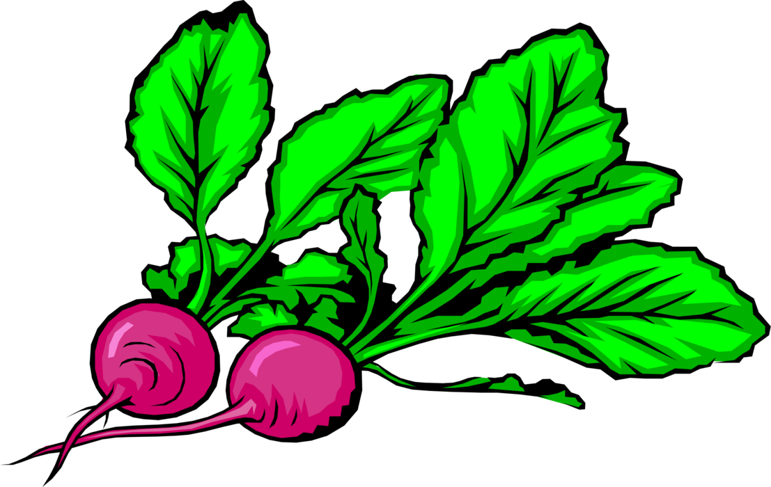 Vector Illustration of Crisp, Pungent Edible Root Vegetable Radishes