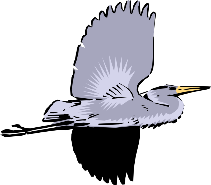 Vector Illustration of Great Blue Heron Crane Bird in Flight