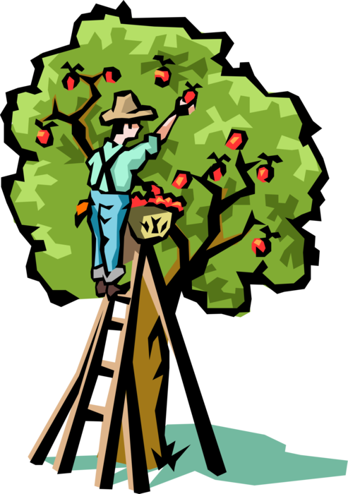 Vector Illustration of Apple Fruit Tree Harvest in Apple Orchard with Ladder