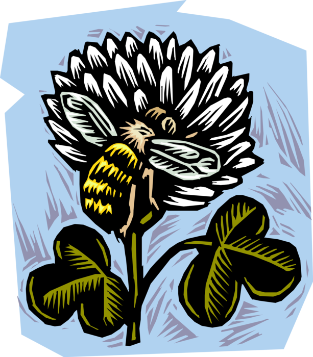 Vector Illustration of Honeybee Sucking Nectar from Clover Flower to Make Honey