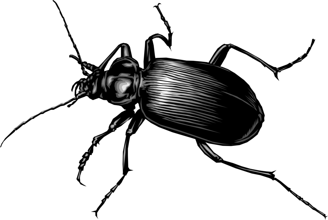 Vector Illustration of Insect Beetle Bug