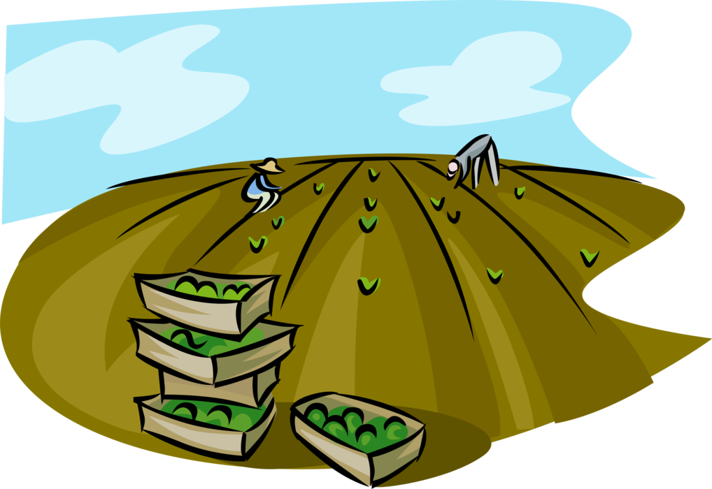 Vector Illustration of Farm Workers in Field Harvesting Vegetable Crop