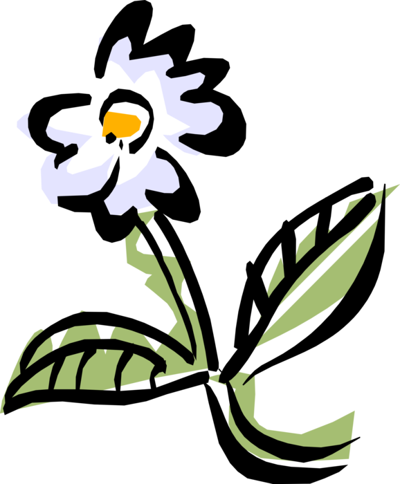 Vector Illustration of White Garden Flower