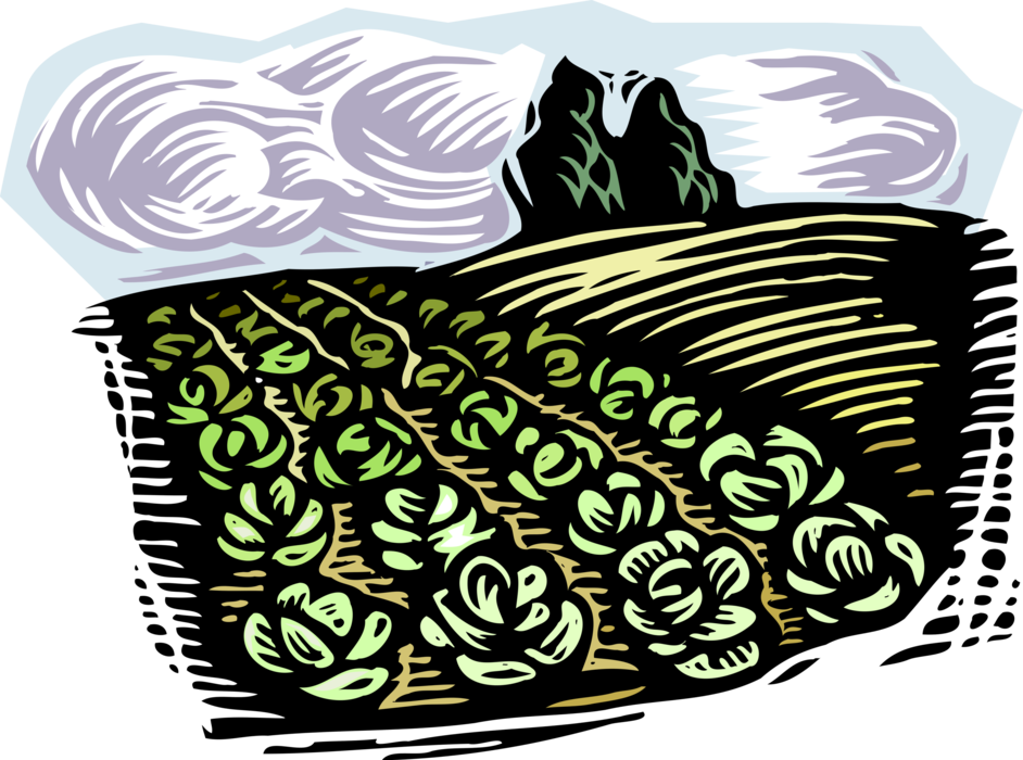 Vector Illustration of Farm Scene Vegetable Crops Growing in Fields