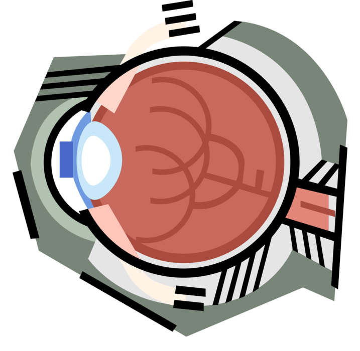 Vector Illustration of The Human Eye