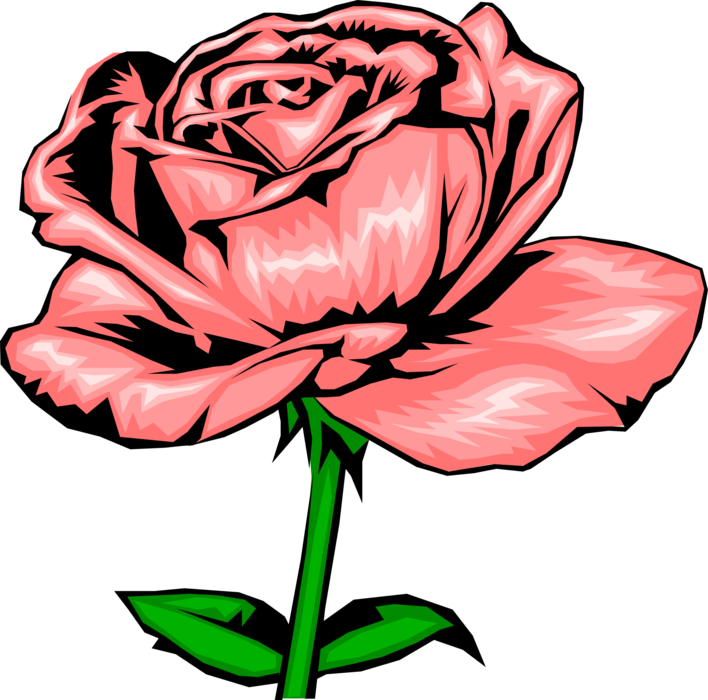Vector Illustration of Pink Rose Flower