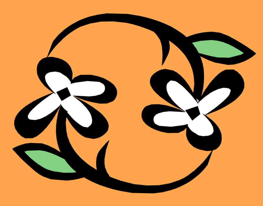 Vector Illustration of Garden White Flowers with Leaves on Orange