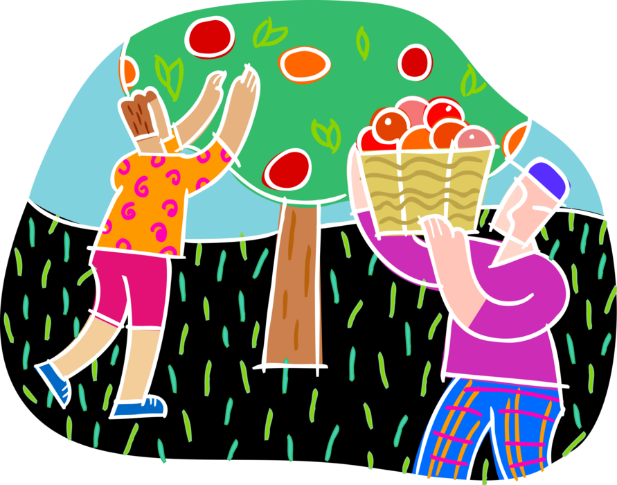 Vector Illustration of Apple Orchard Fruit Harvest Picking Apples