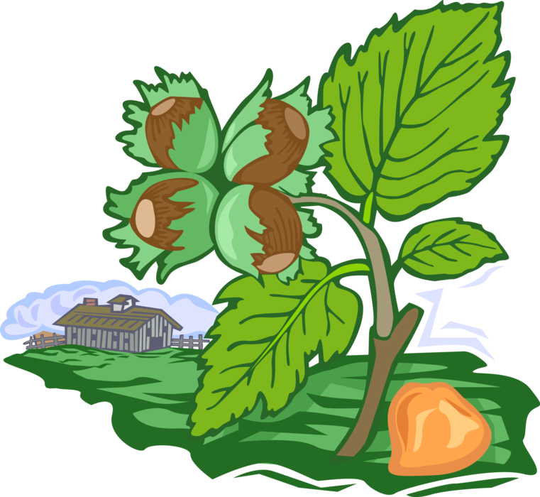 Vector Illustration of Hazelnut Orchard Farming with Farm Building