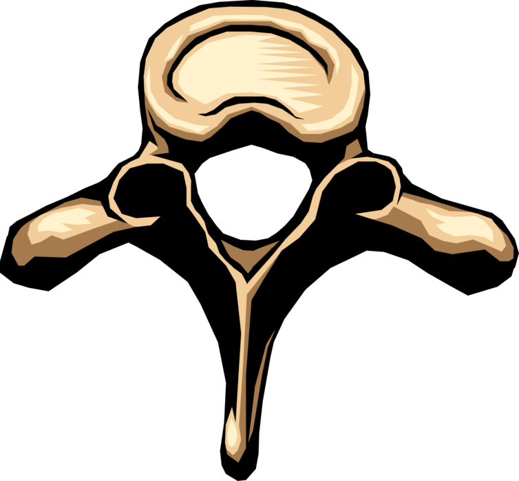Vector Illustration of Human Spine Vertebrae Bone