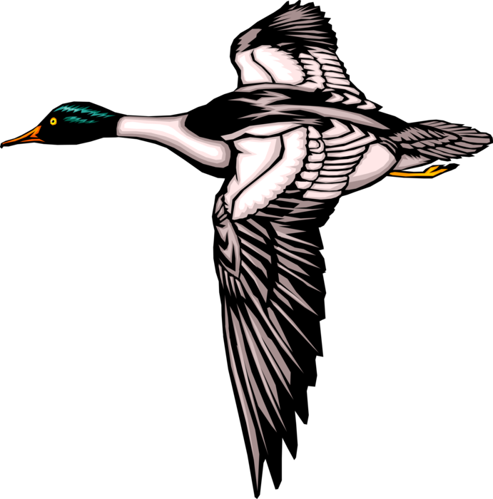 Vector Illustration of Mallard Duck Bird in Flight