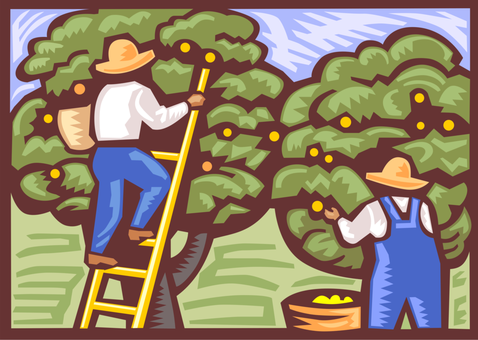 Vector Illustration of Orange Orchard Migrant Workers Harvesting Fruit Crop with Ladders