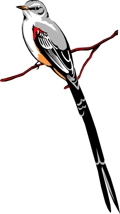 Vector Illustration of Scissor-Tailed Fly Catcher Bird