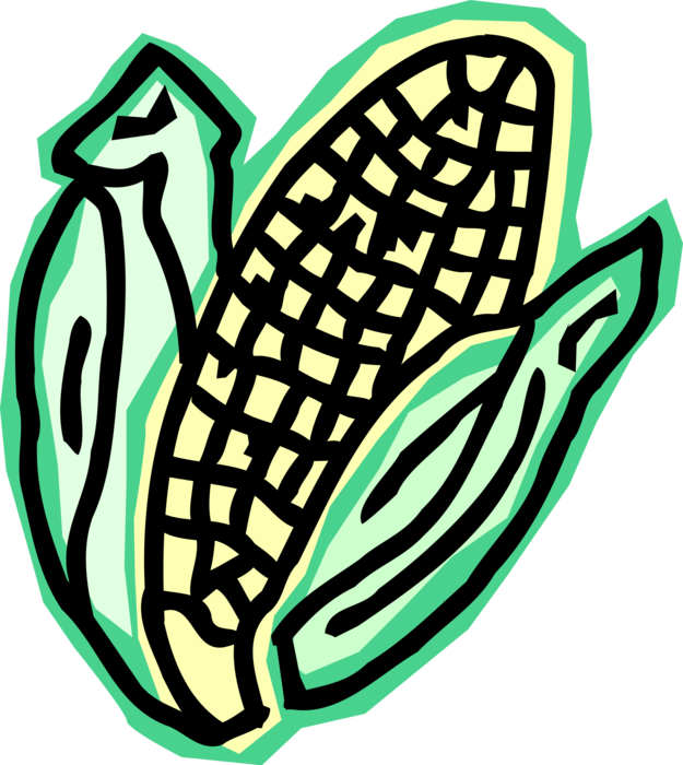 Vector Illustration of Corn on the Cob Grain Plant Maize Husk