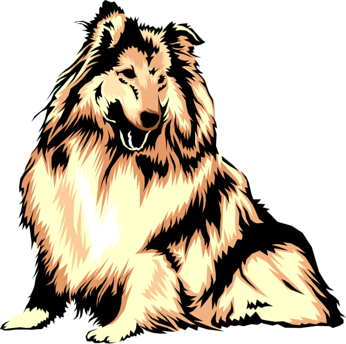 Vector Illustration of Family Pet Long Coated Collie Dog from Scotland