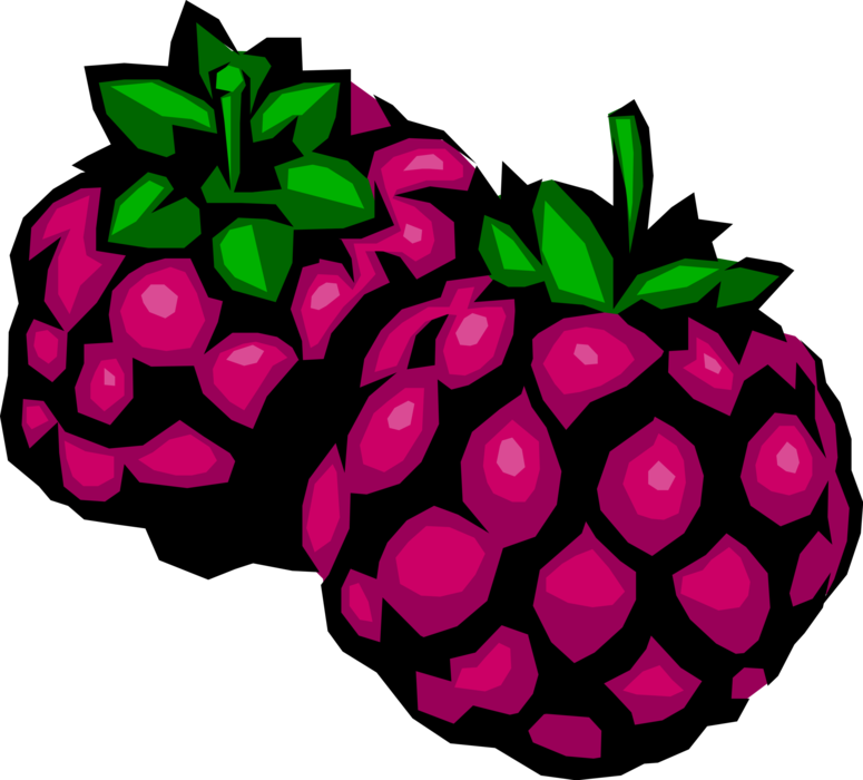 Vector Illustration of Edible Fruit Blackberries