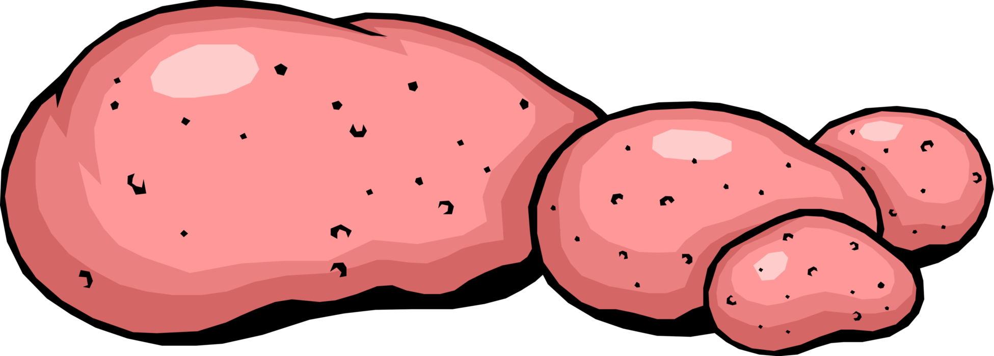 Vector Illustration of Cultivated Starchy Edible Tuber Potato