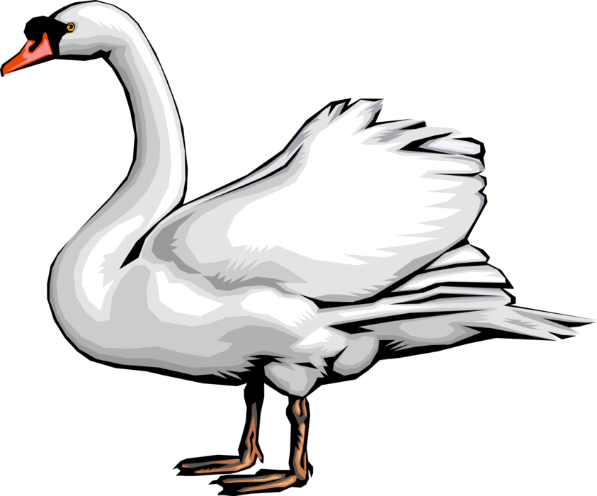 Vector Illustration of Mute Swan Walking and Spreading Its Wings