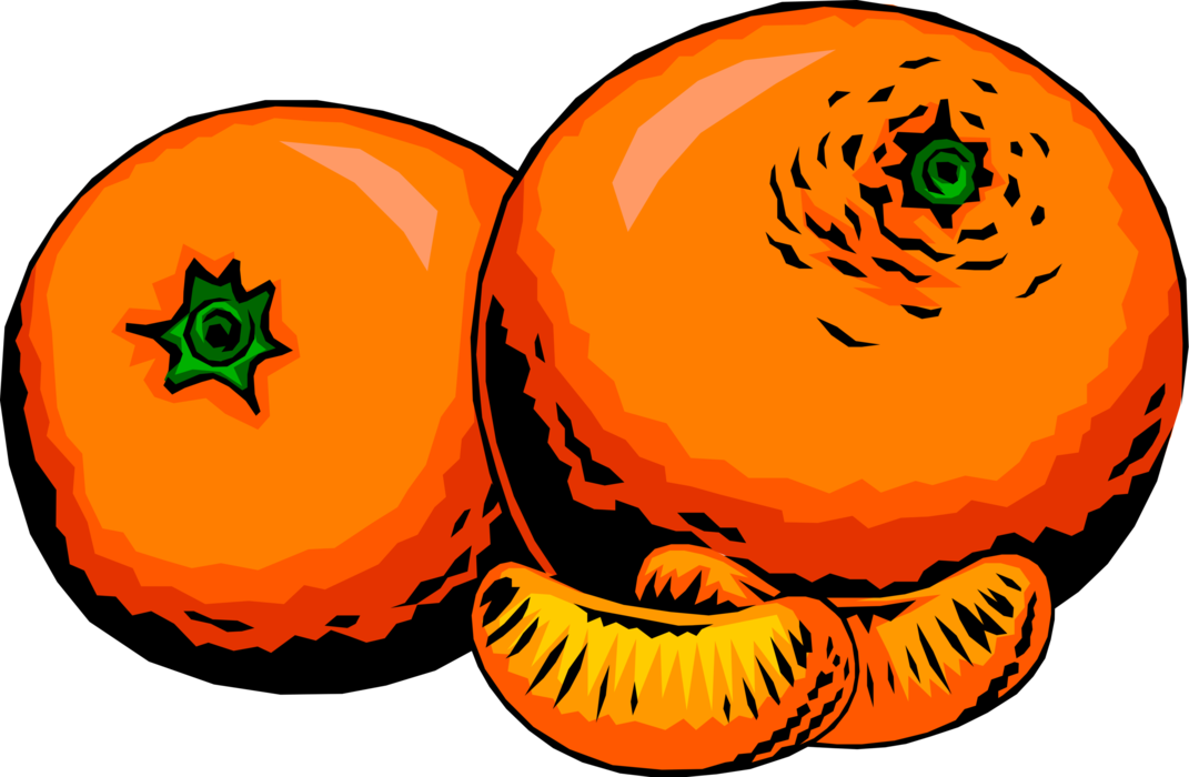 Vector Illustration of Two Sweet Oranges Edible Citrus Fruit