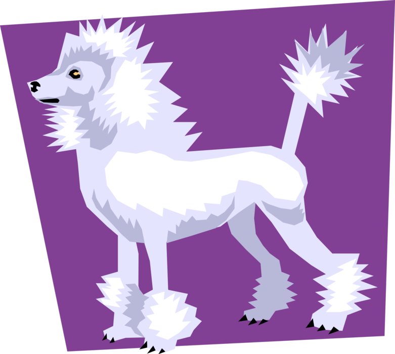 Vector Illustration of White French Poodle Dog