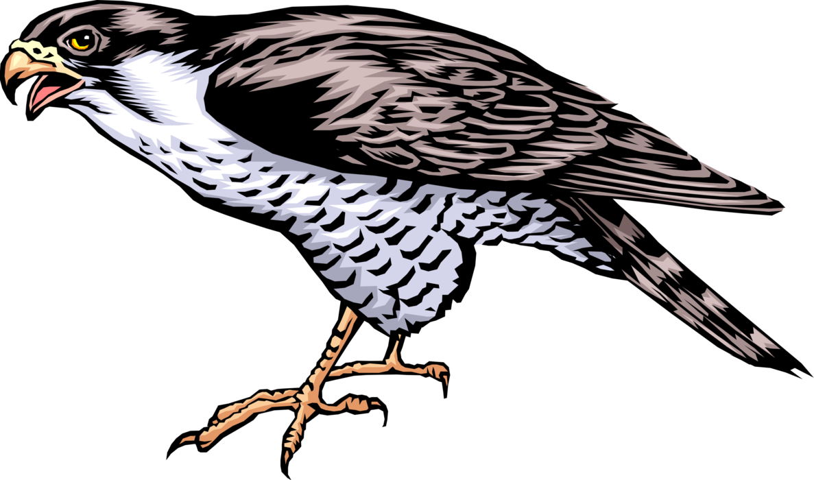 Vector Illustration of Bird of Prey Falcon Standing
