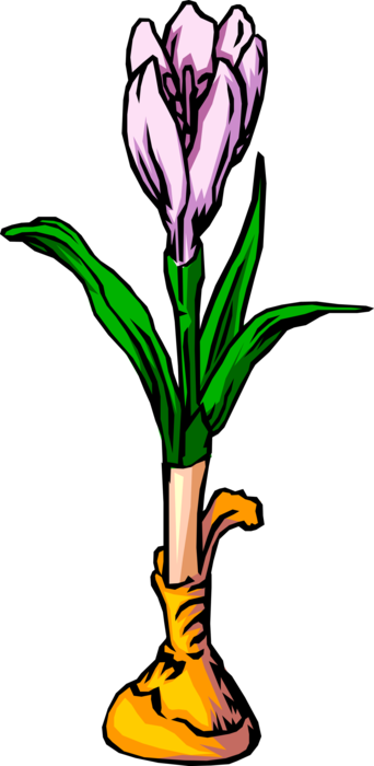 Vector Illustration of Spring Crocus Perennial Flowering Plant Flower