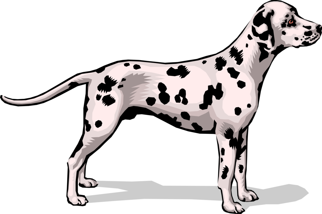 Vector Illustration of Spotted Dalmatian Dog Stands Alert