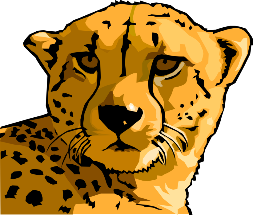 Vector Illustration of African Large Cat Cheetah Turns Its Head