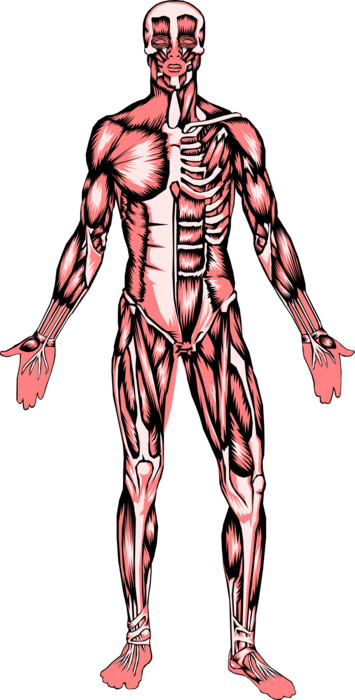Vector Illustration of Human Musculature Muscle System