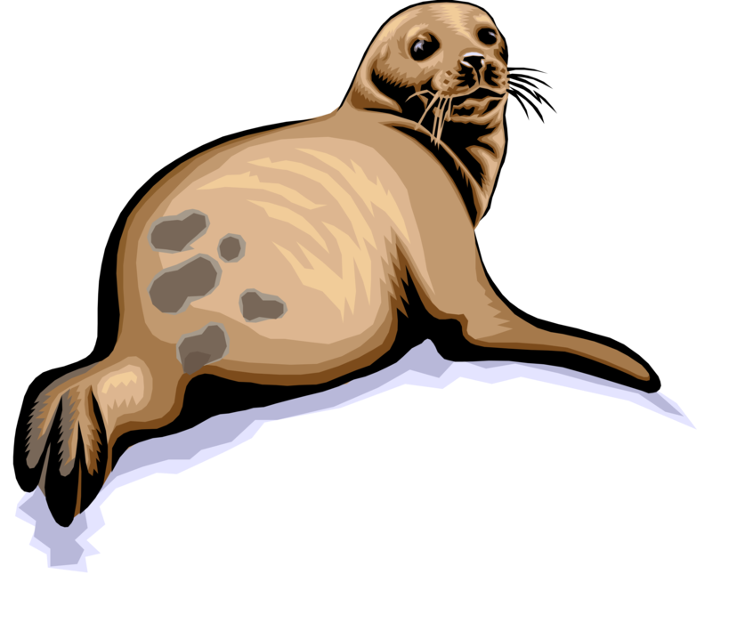 Vector Illustration of Harbor Seal Turns Its Head