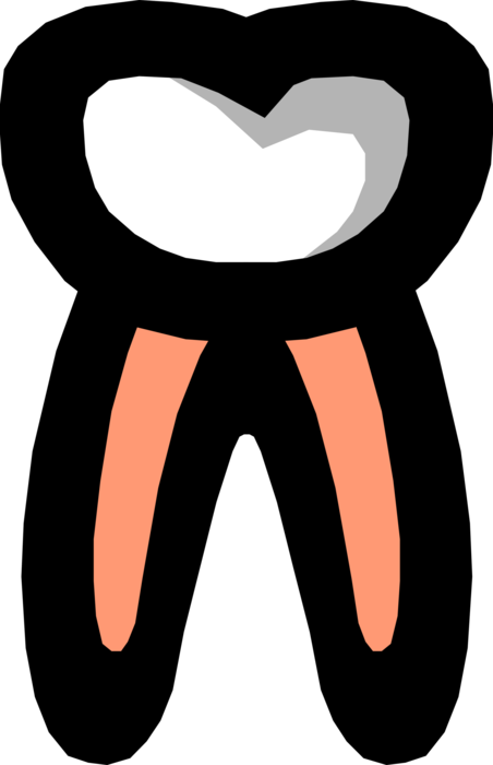 Vector Illustration of Human Tooth