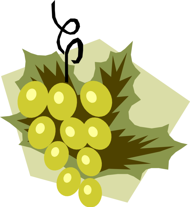 Vector Illustration of Edible Grapevine Fruit Grapes