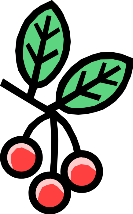 Vector Illustration of Fruit Sweet Cherries