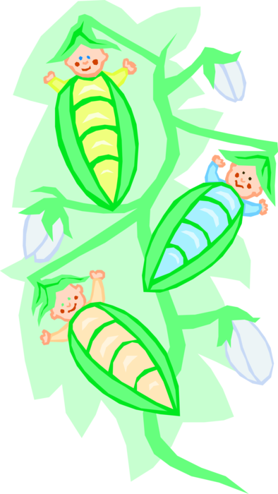 Vector Illustration of Green Pea Vegetable Babies