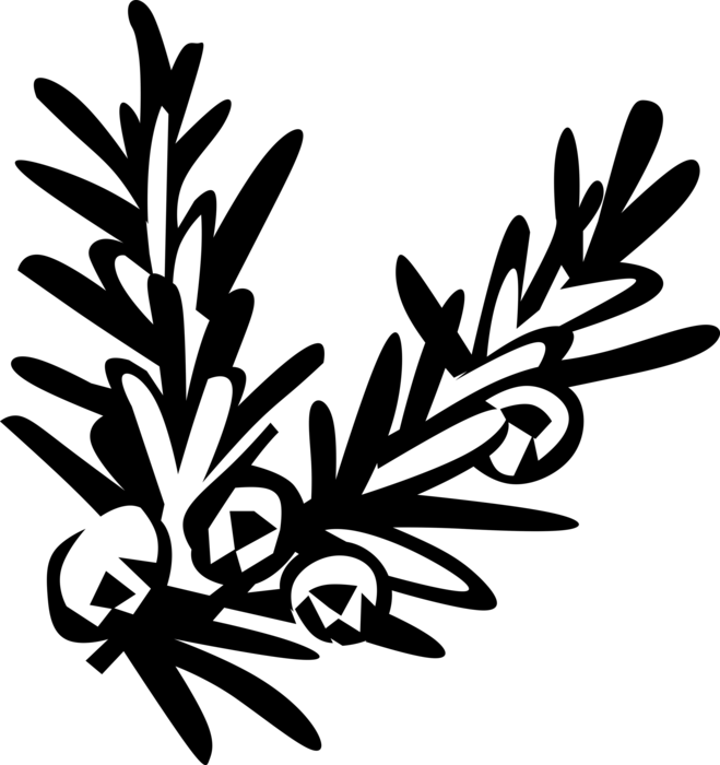 Vector Illustration of Juniper Coniferous Evergreen Plant with Berries