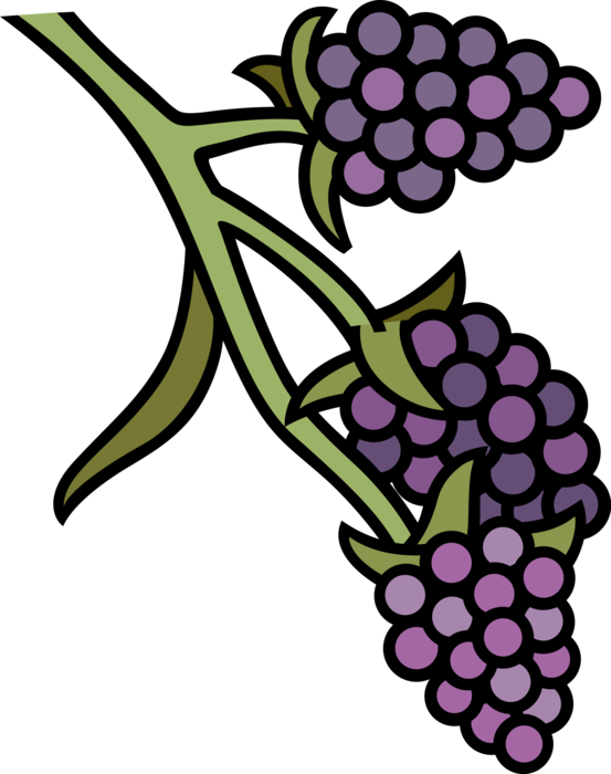 Vector Illustration of Winemaking Vinification Wine Grapes Grown on Grapevines